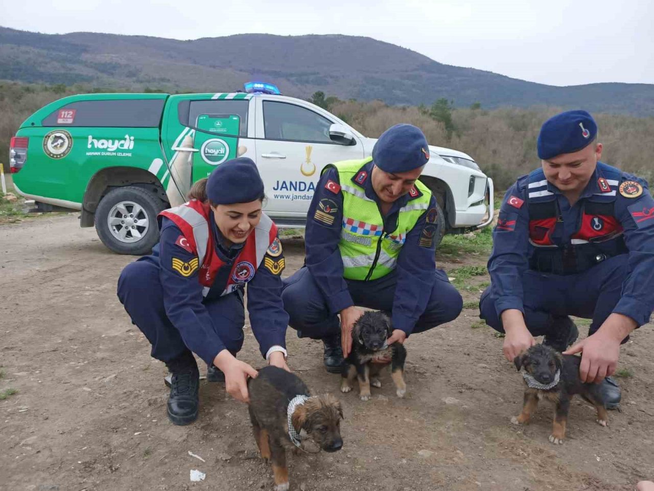 Jandarma sokak hayvanlarına reflektif tasma taktı