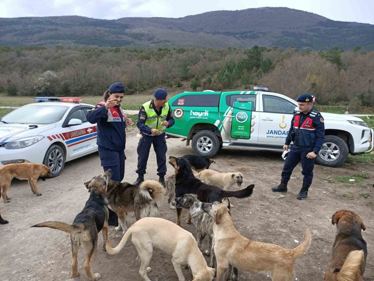 Jandarma sokak hayvanlarına reflektif tasma taktı