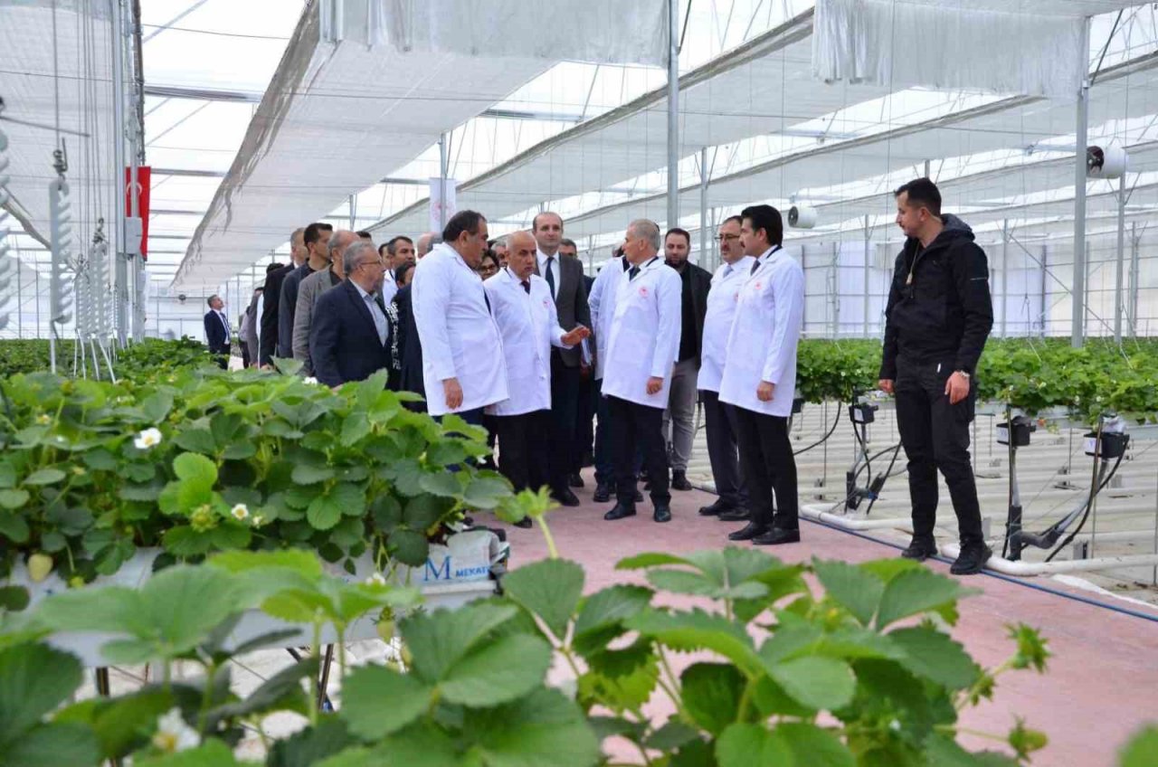 Bakan Kirişci, Denizli’nin çilek ve domates seralarını inceledi