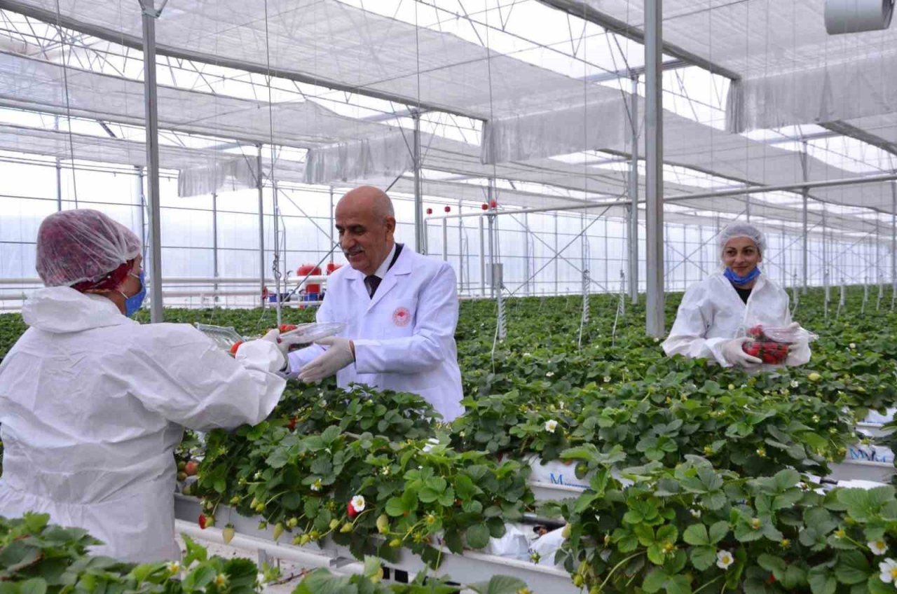 Bakan Kirişci, Denizli’nin çilek ve domates seralarını inceledi
