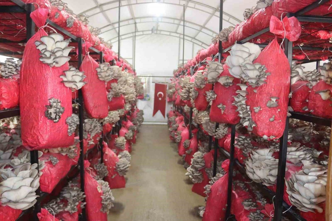 Yılın ilk hasadında 370 kilo mantar toplandı