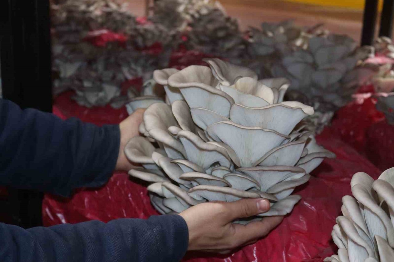 Yılın ilk hasadında 370 kilo mantar toplandı