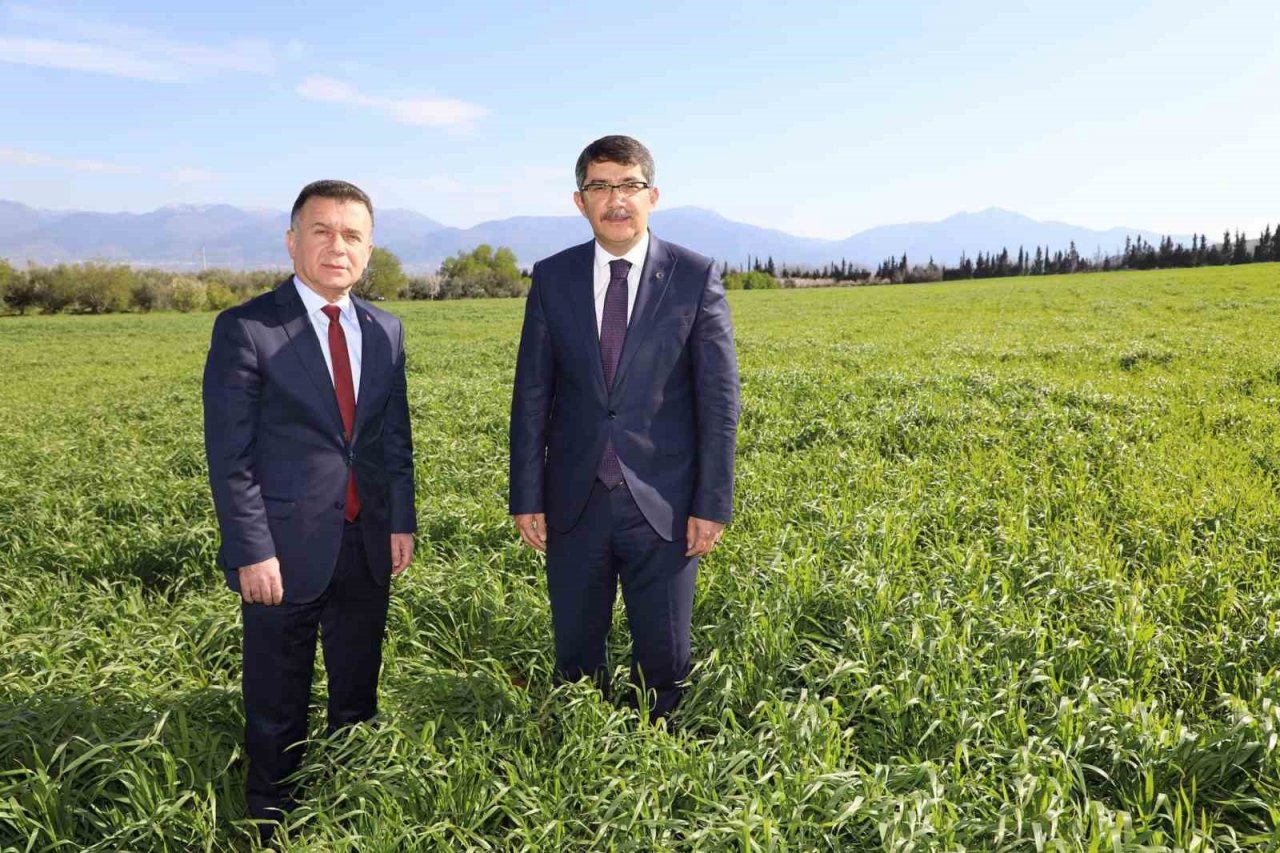 Belediyenin buğdayları ihtiyaç sahiplerine un olacak