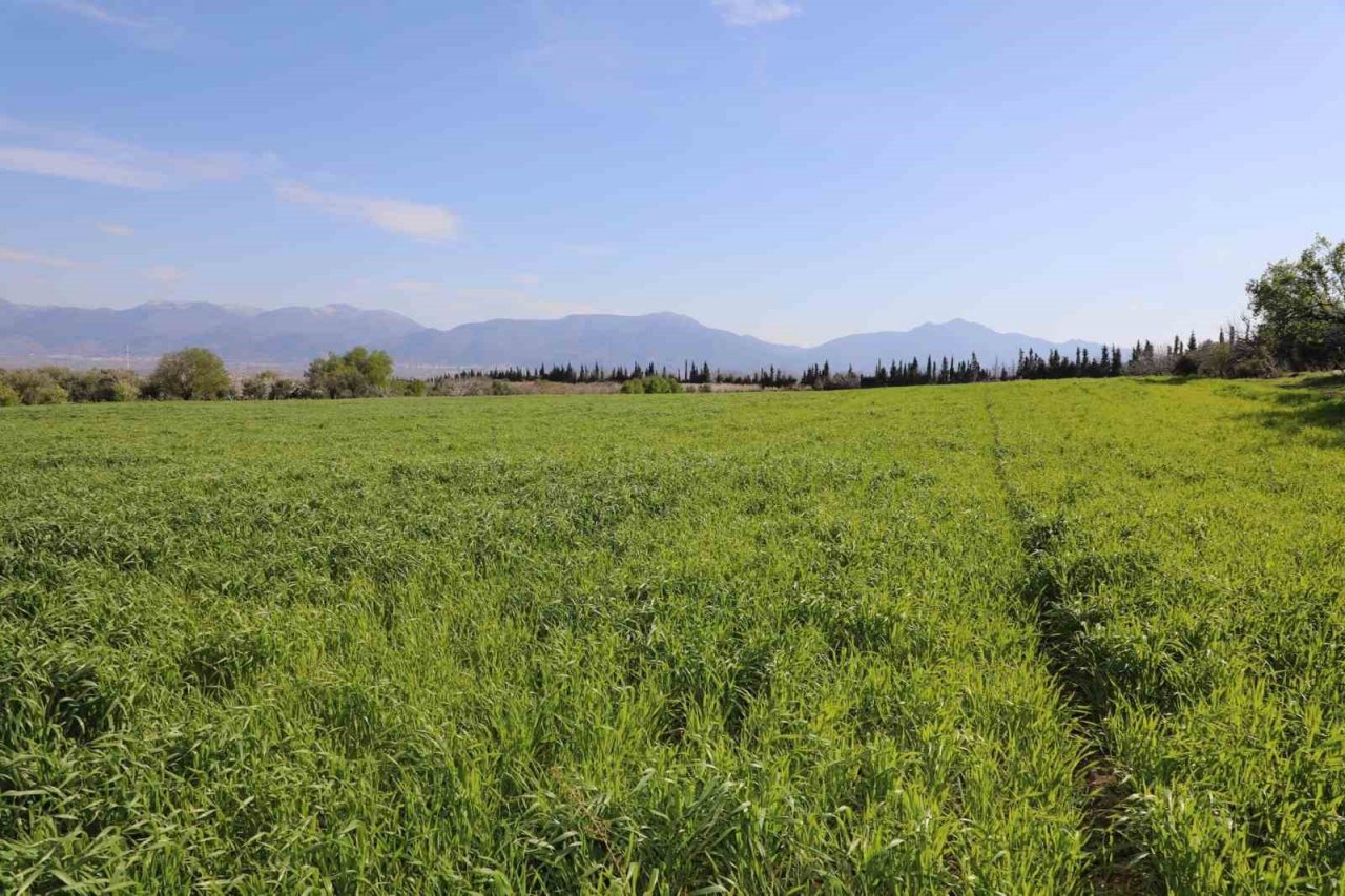 Belediyenin buğdayları ihtiyaç sahiplerine un olacak