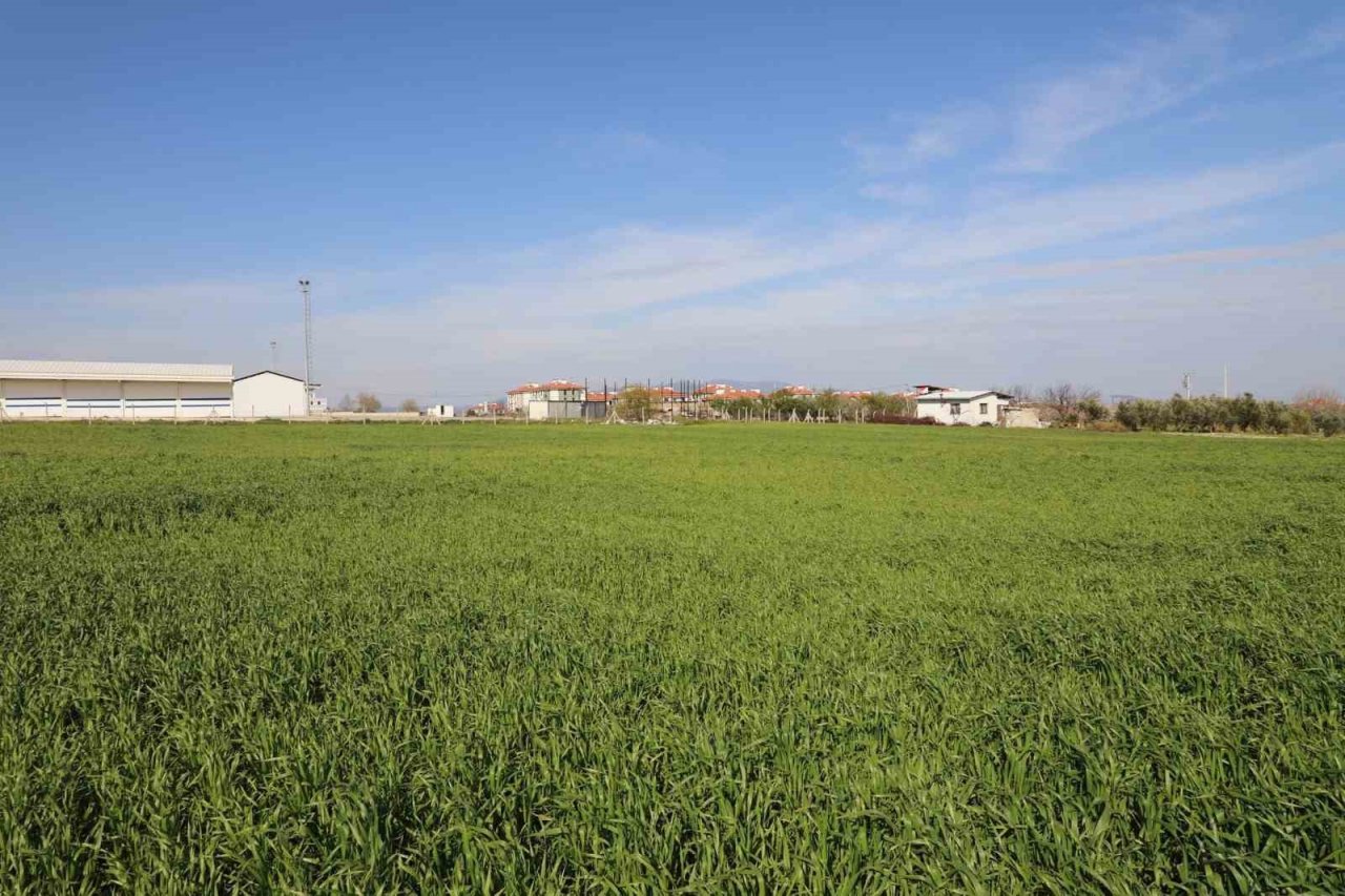 Belediyenin buğdayları ihtiyaç sahiplerine un olacak