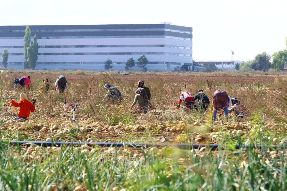 Hasadın artmasıyla soğan fiyatlarının düşmesi bekleniyor