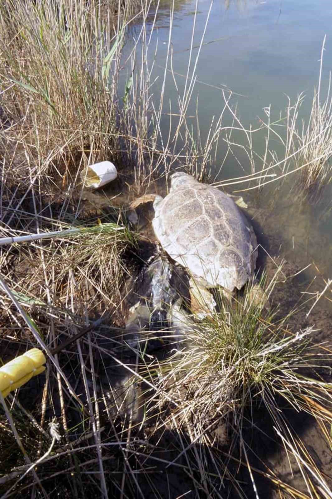 Deniz kaplumbağaları hakkında ürküten araştırma