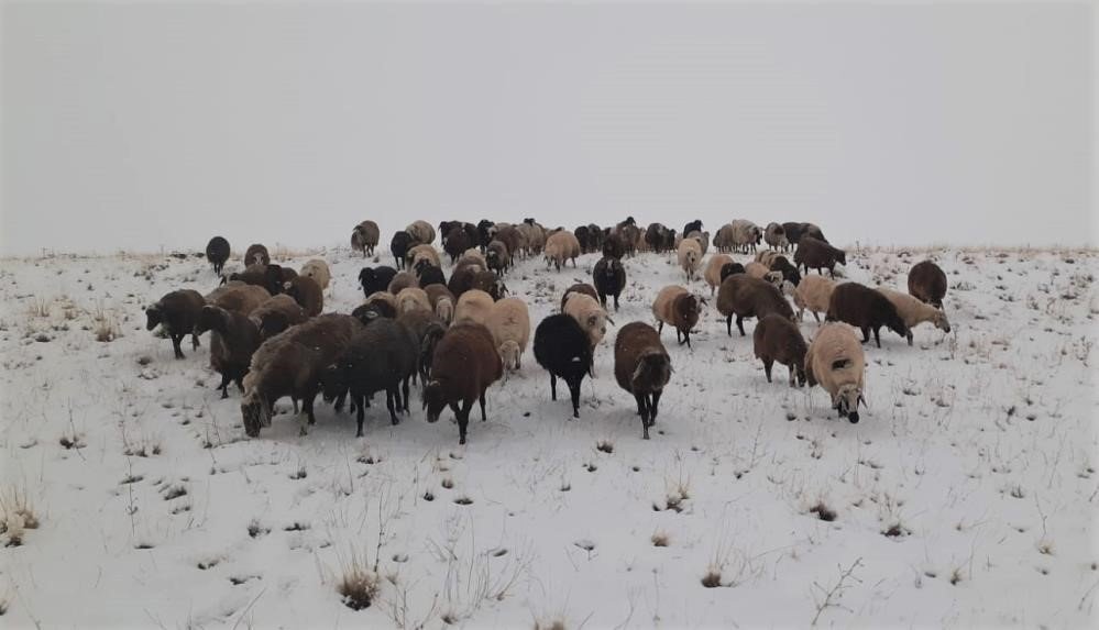 Kar yağışı koyun sürülerine zor anlar yaşattı