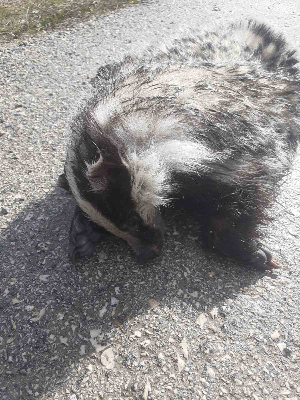 Nesli tükenme tehlikesi altındaki ’porsuk’ yol kenarında ölü bulundu