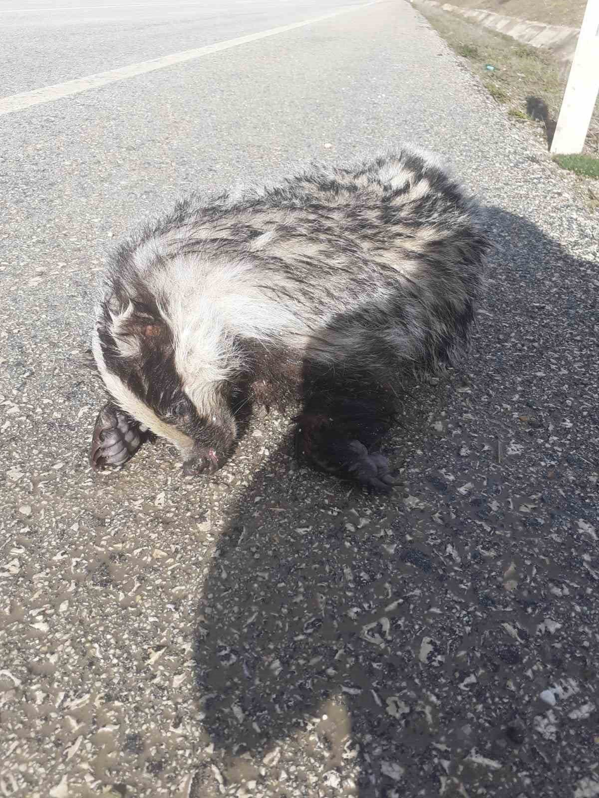 Nesli tükenme tehlikesi altındaki ’porsuk’ yol kenarında ölü bulundu
