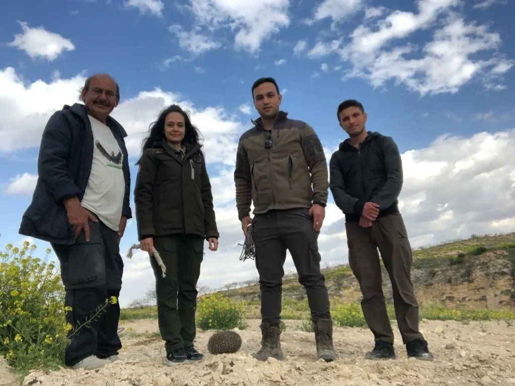 Şanlıurfa’da çukurda mahsur kalan çöl kirpisi kurtarıldı