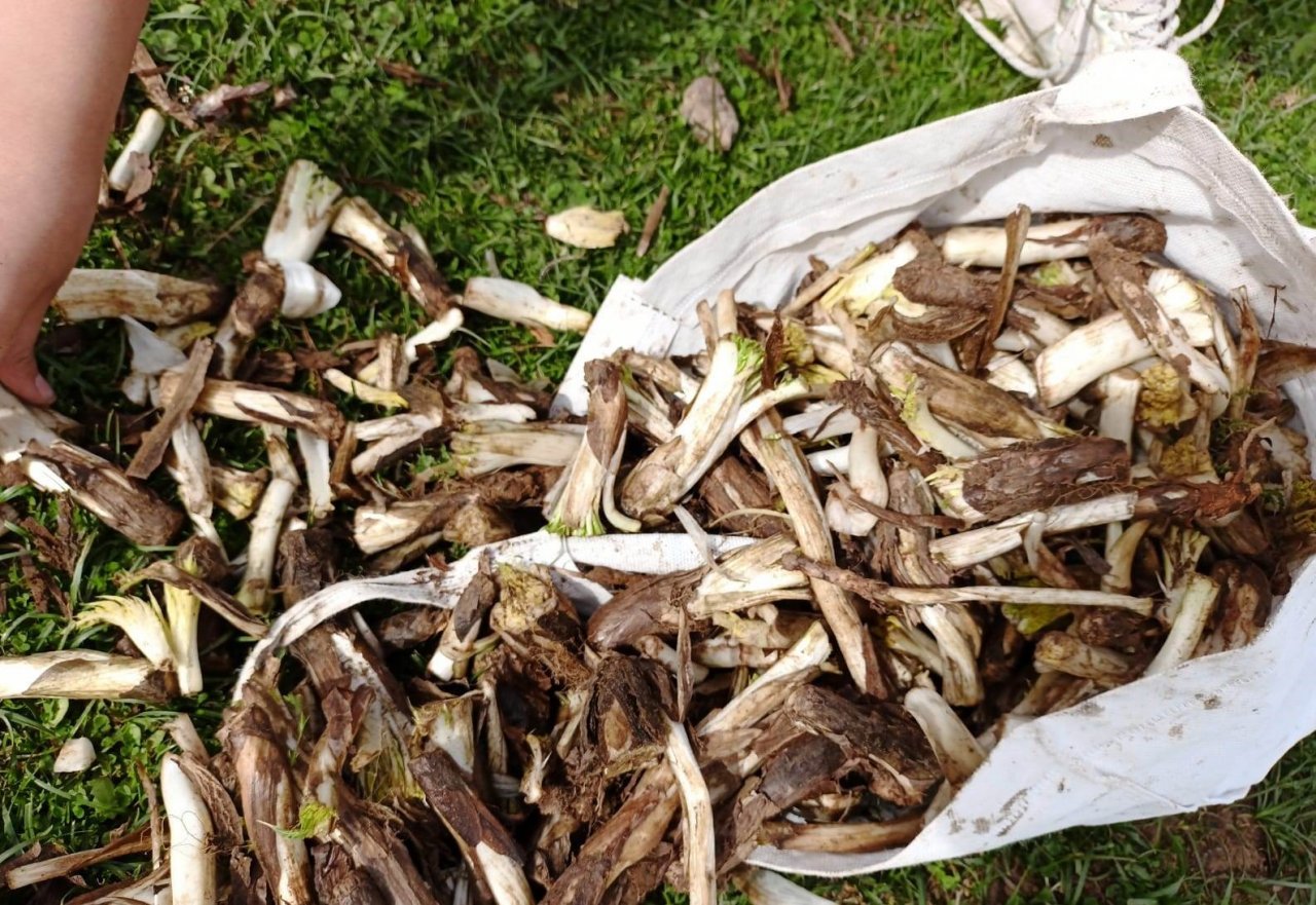 Batman’da ilkbaharın müjdecisi ’kenger bitkisi’ köylülerin geçim kaynağı oluyor