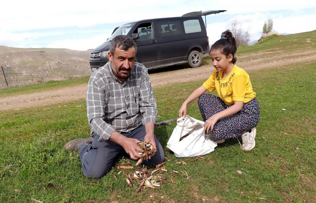 Batman’da ilkbaharın müjdecisi ’kenger bitkisi’ köylülerin geçim kaynağı oluyor