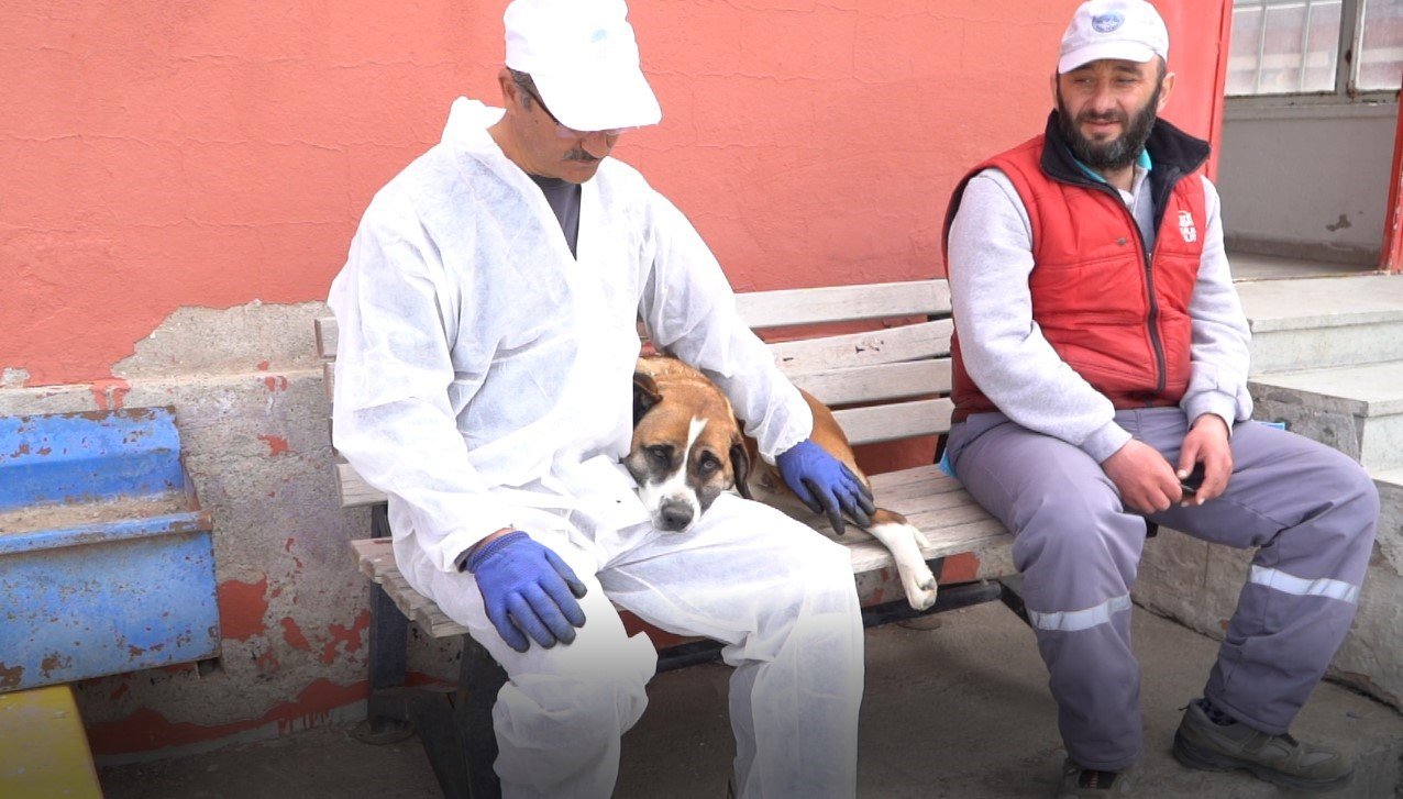 Büyükşehirden Yeni ve Modern Kedi Köpek Evi