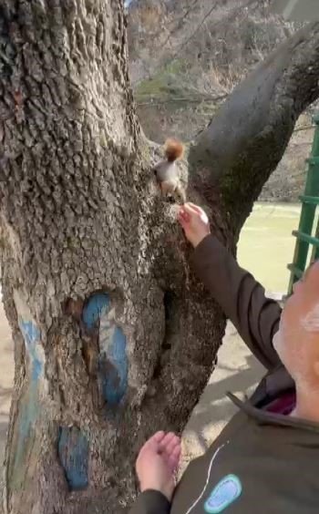 Doğa koruma görevlisi, yabani sincabı elleriyle besledi