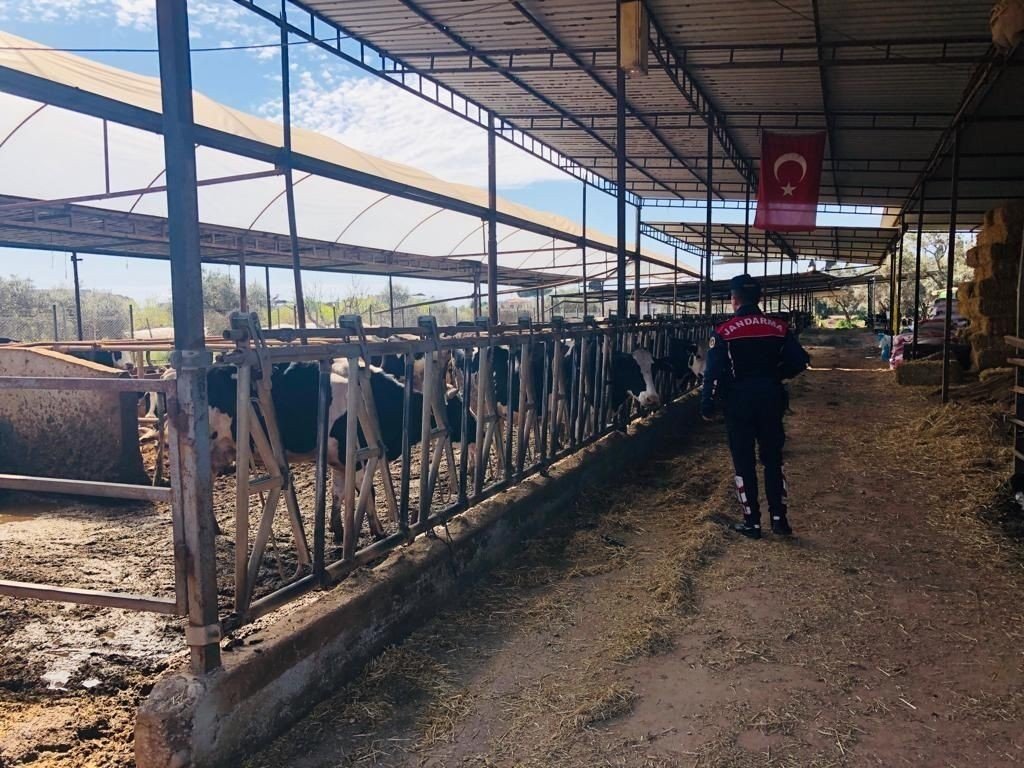 Çiftçiler hayvan hırsızlığına karşı uyarıldı