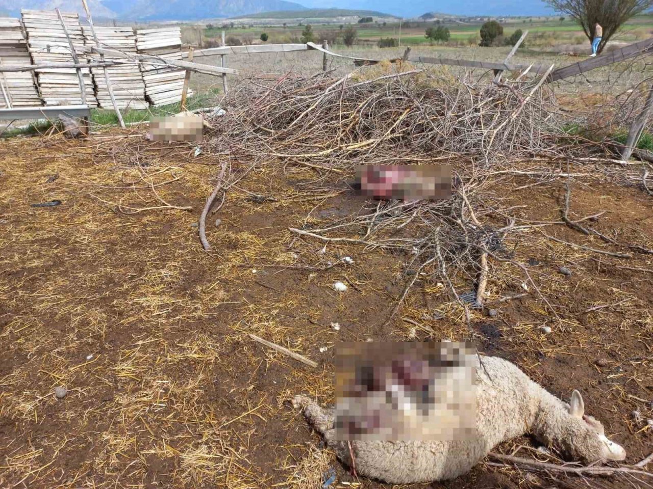 Ahıra giren kurtlar koyunları telef etti