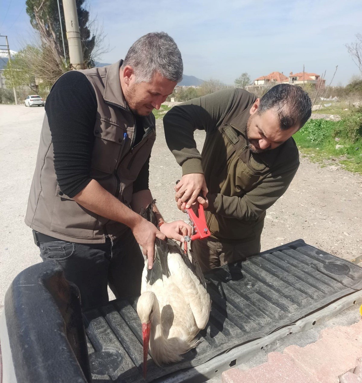 Tedavisi tamamlanan leylek özgürlüğe uçtu