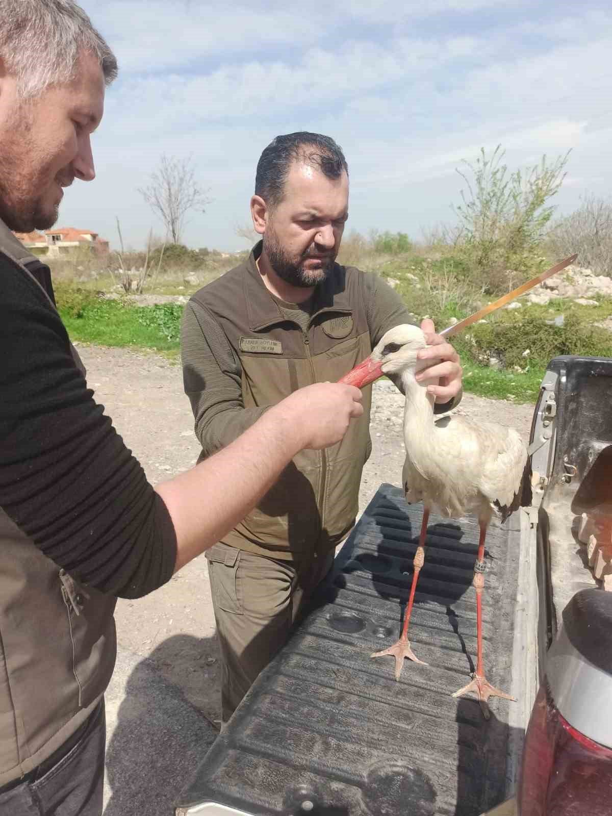 Tedavisi tamamlanan leylek özgürlüğe uçtu