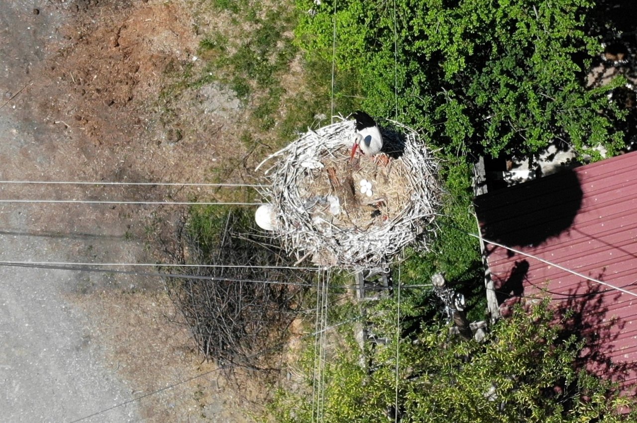 Elektrik direğinin tepesindeki yuva, leylek ailesine yaklaşık 20 yıldır ev sahipliği yapıyor