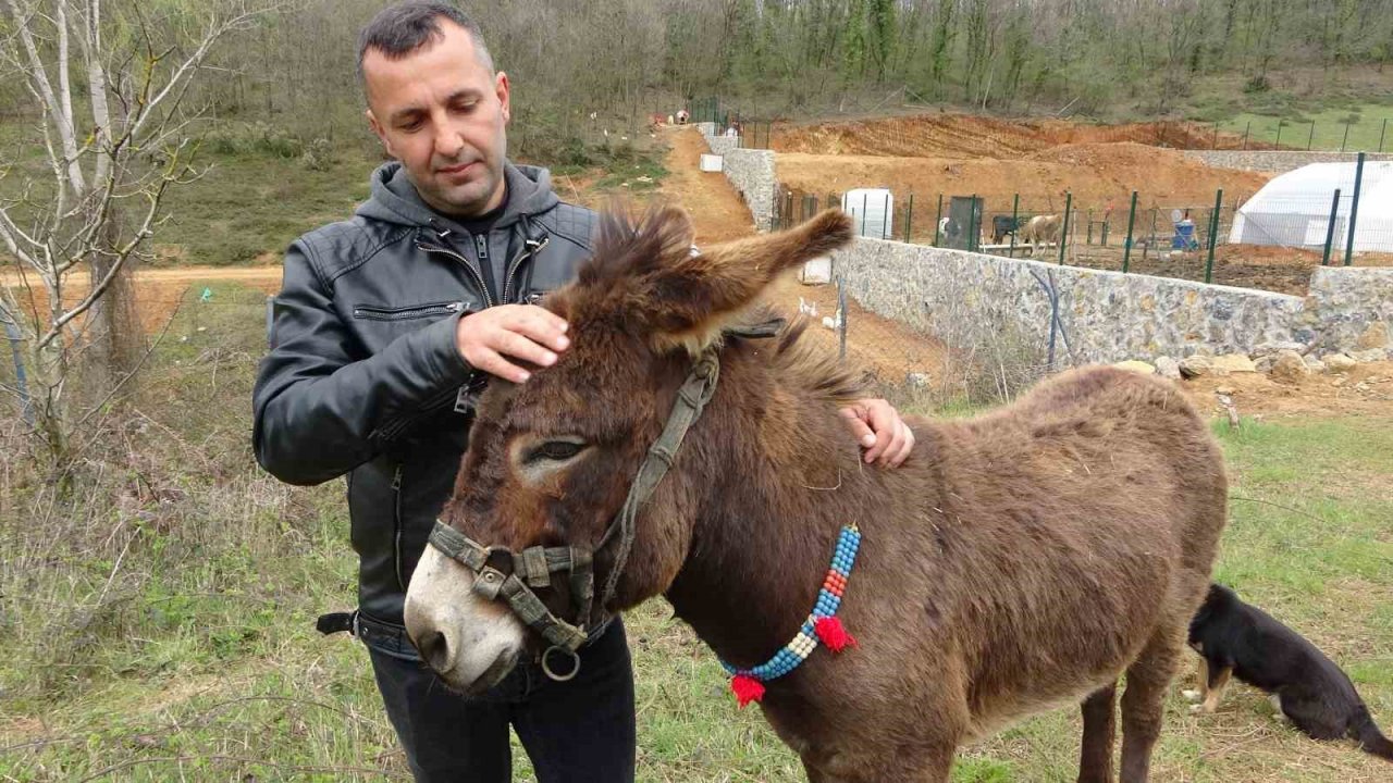Pendik’te, internetten 7 bin 500 TL’ye satışa çıkarılan eşek ilgi odağı oldu