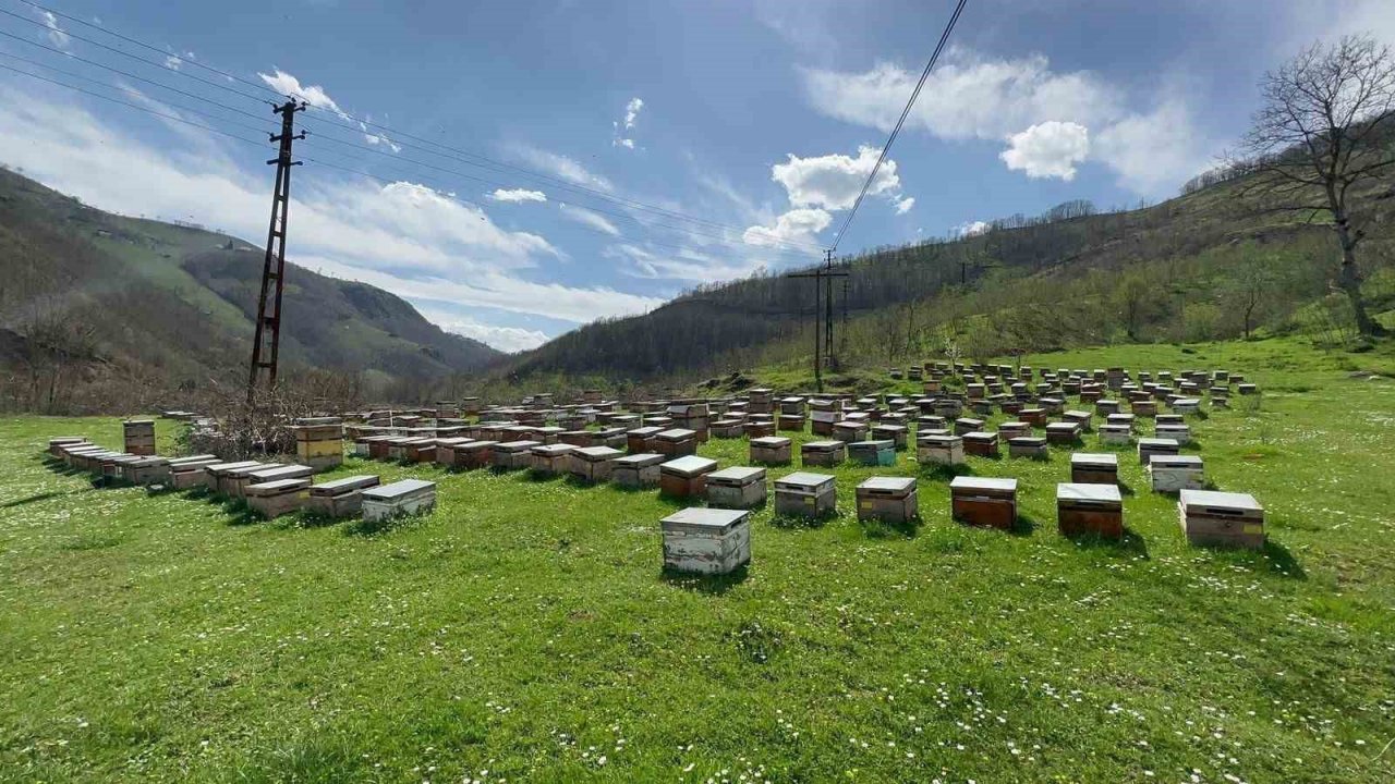 Ordu’da arıcılara ilaç desteği