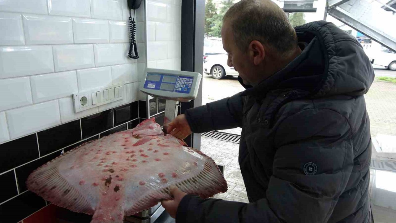 Karadeniz’de kalkan bolluğu: Kilosu 600 liradan satılıyor