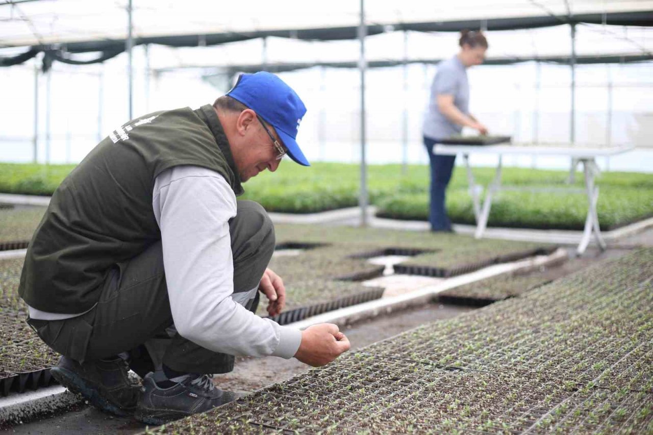 Aydın Büyükşehir Belediyesi ata tohumlarından fideleri vatandaşlarla buluşturuyor