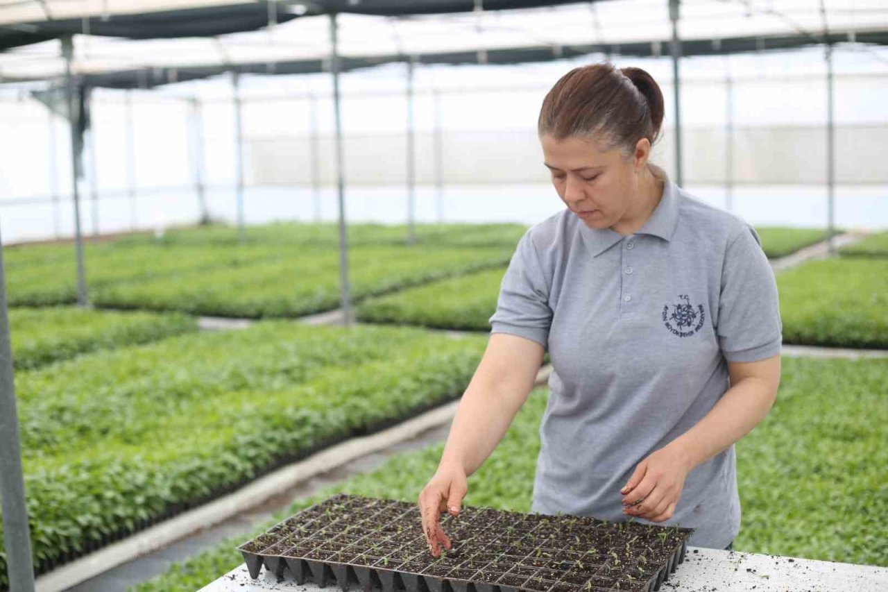 Aydın Büyükşehir Belediyesi ata tohumlarından fideleri vatandaşlarla buluşturuyor