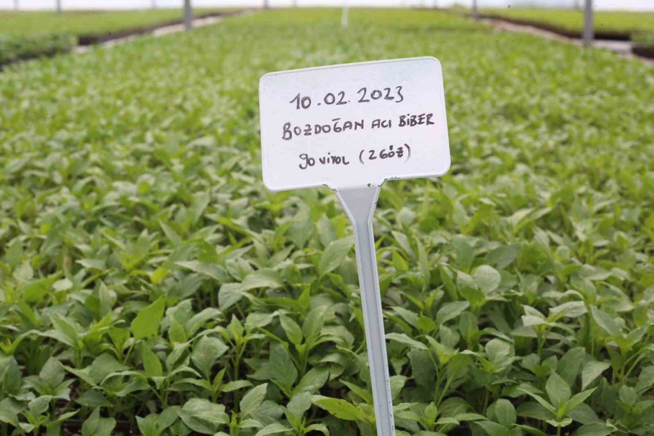 Aydın Büyükşehir Belediyesi ata tohumlarından fideleri vatandaşlarla buluşturuyor