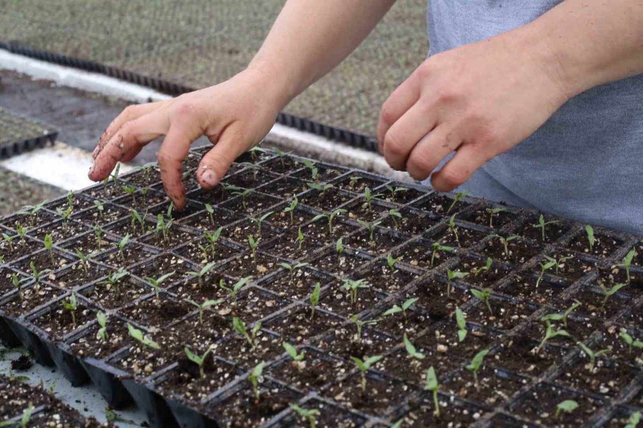 Aydın Büyükşehir Belediyesi ata tohumlarından fideleri vatandaşlarla buluşturuyor
