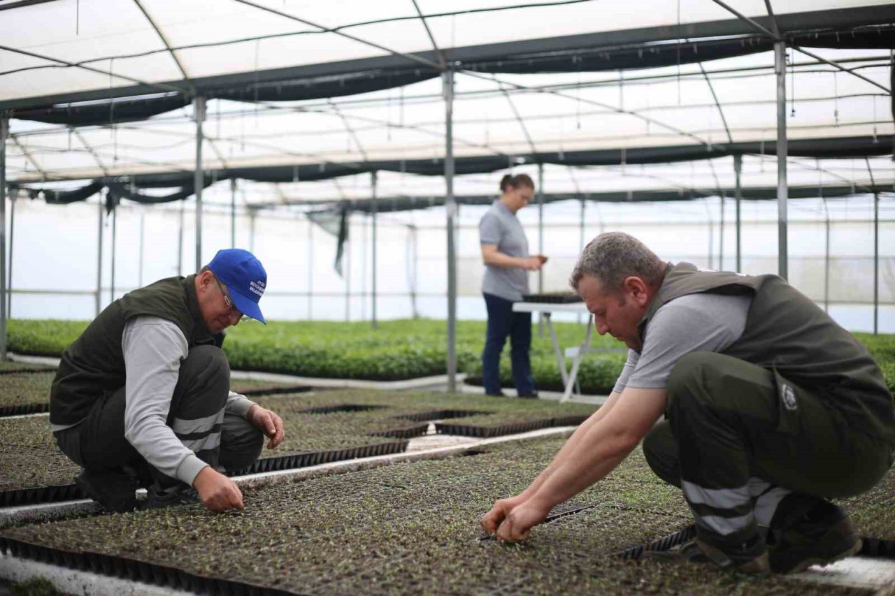 Aydın Büyükşehir Belediyesi ata tohumlarından fideleri vatandaşlarla buluşturuyor