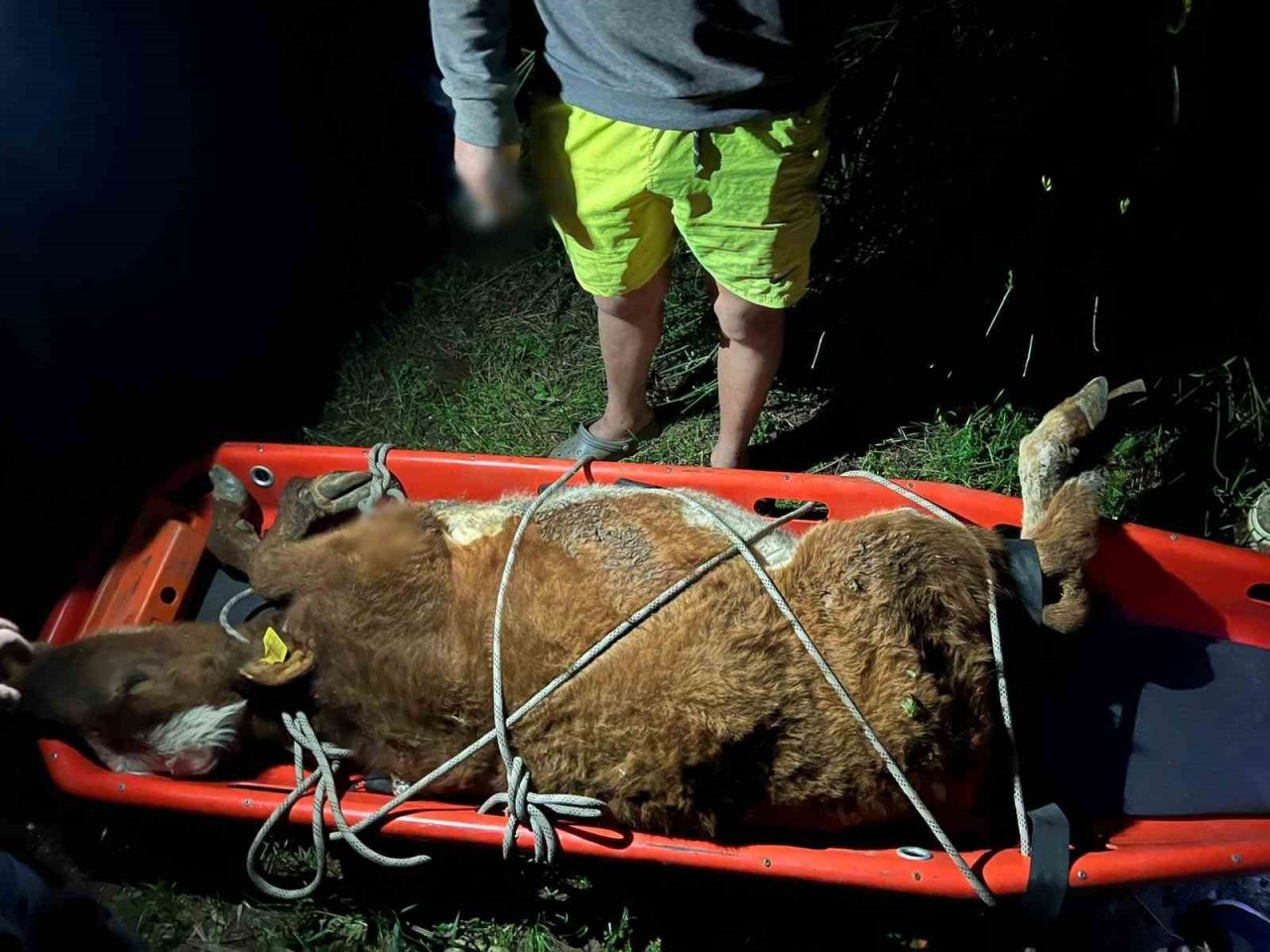 Aydın’da itfaiye ekiplerinden büyükbaş hayvan kurtarma operasyonu