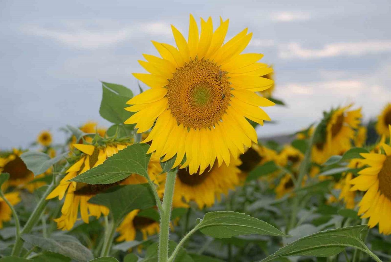 KARADENİZBİRLİK’ten üreticiye 80 milyon liralık destek