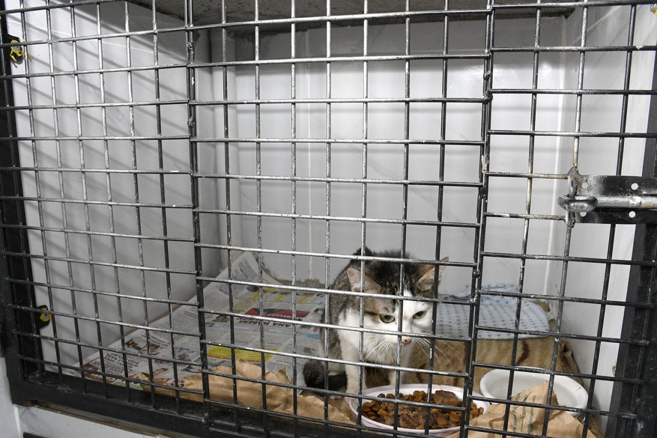 Kuşadası’nda patili dostlar emin ellerde