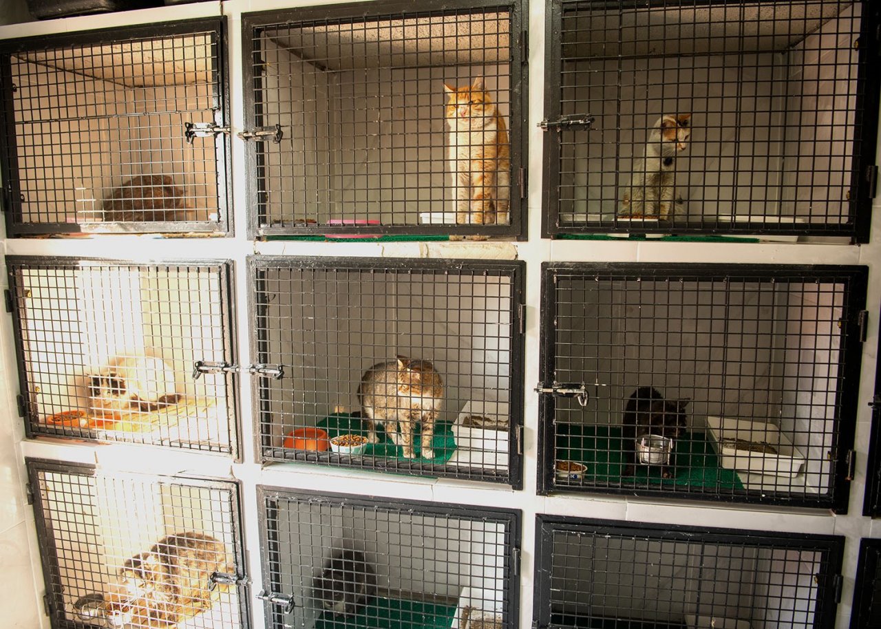 Kuşadası’nda patili dostlar emin ellerde