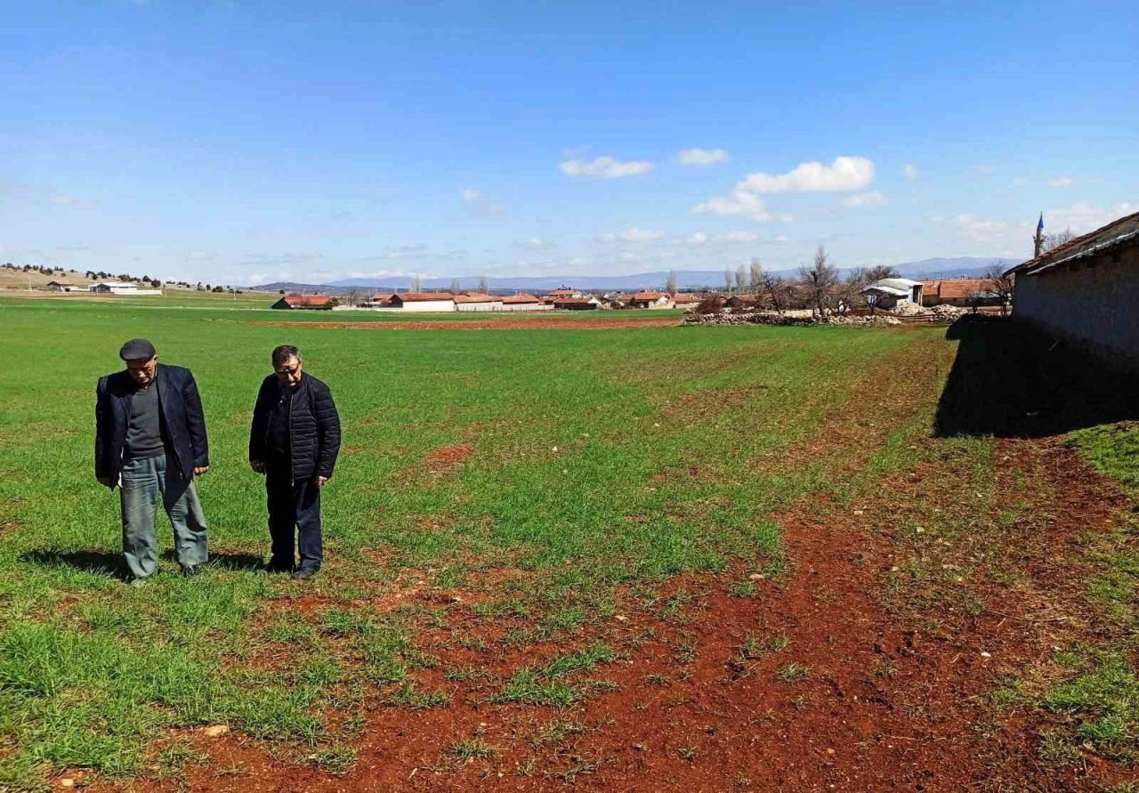 Kütahya’da sertifikalı buğday ve arpa tohumlarının arazide çıkış kontrolleri