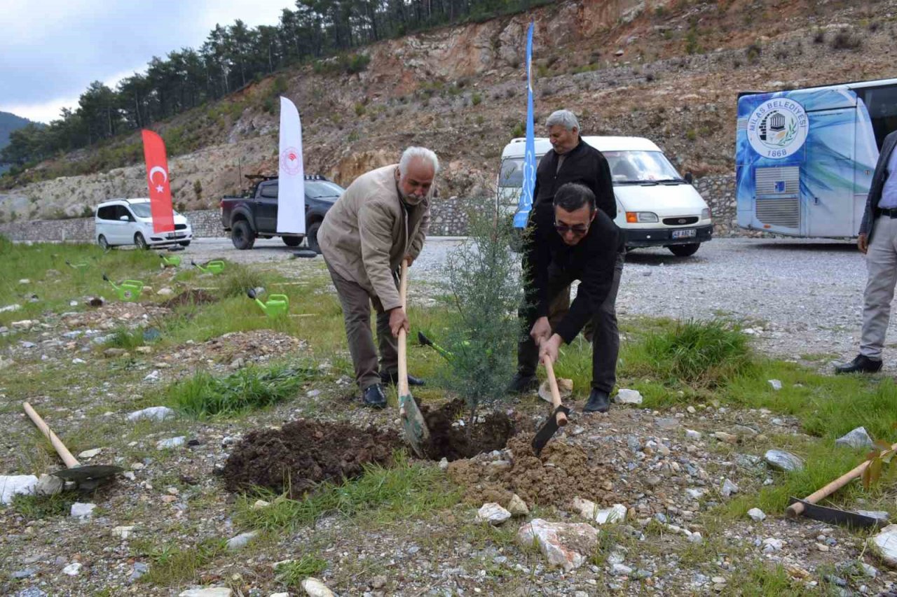 Yanan alanı muhtarlar yeniden yeşillendirecek