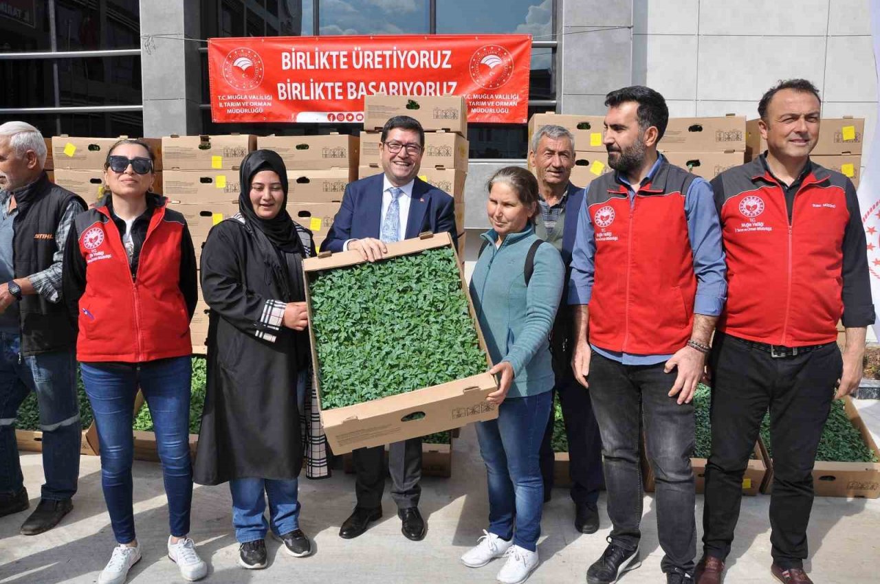 Muğla’da 450 üreticiye 800 bin yerli fide dağıtıldı