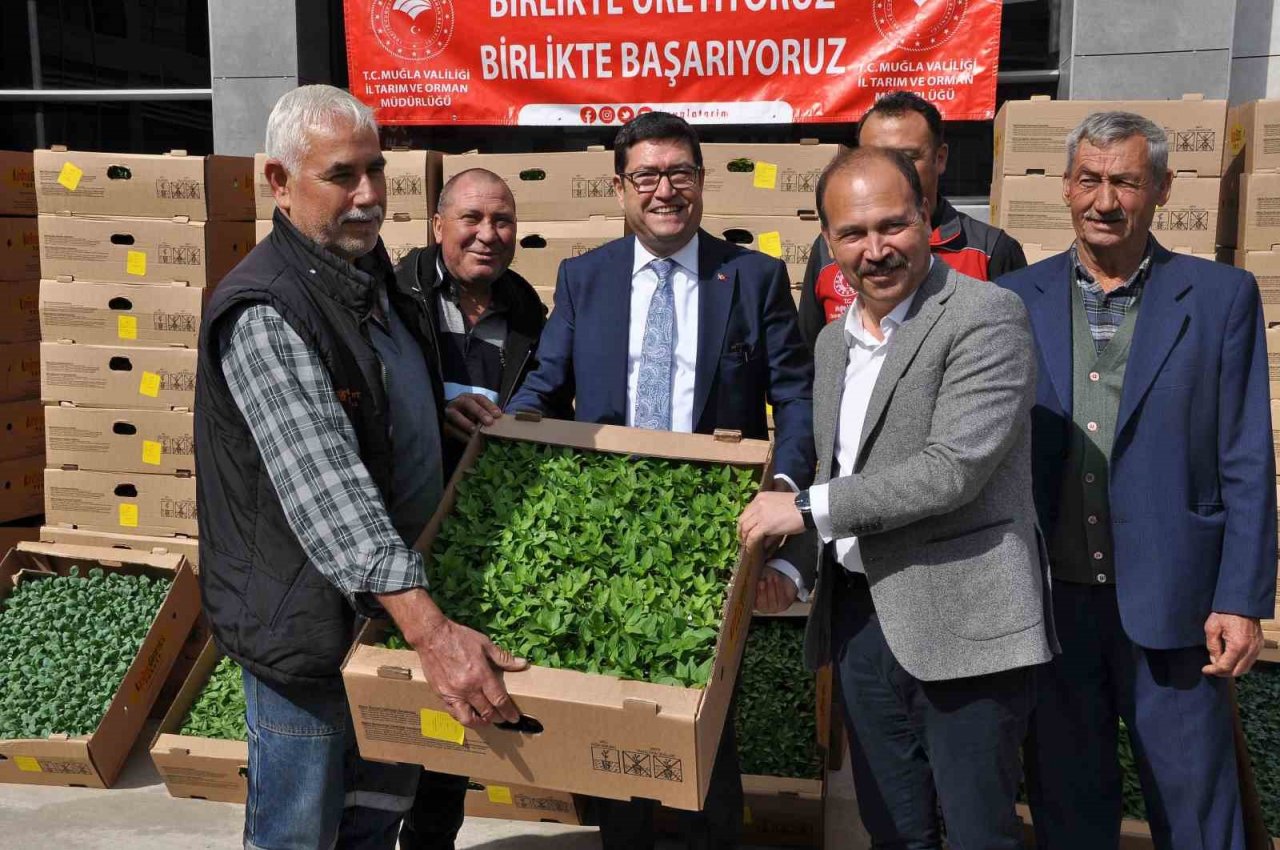 Muğla’da 450 üreticiye 800 bin yerli fide dağıtıldı