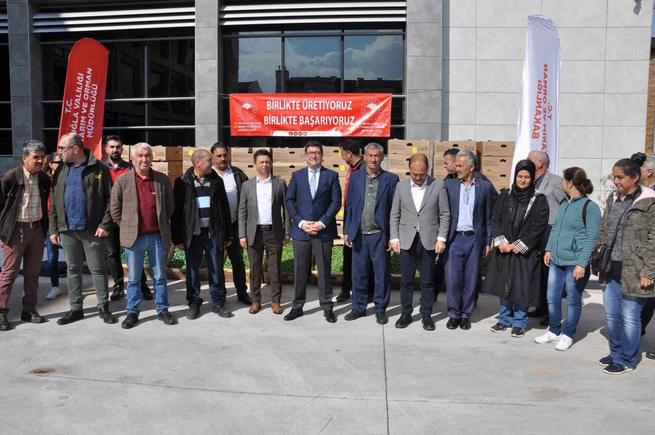 Muğla’da 450 üreticiye 800 bin yerli fide dağıtıldı