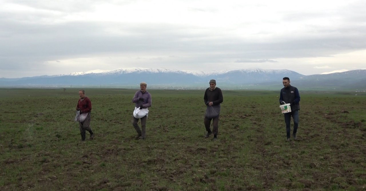 Muş Ovası’ndaki buğday tarlaları gübreleniyor