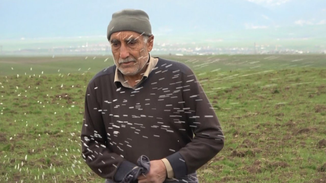 Muş Ovası’ndaki buğday tarlaları gübreleniyor