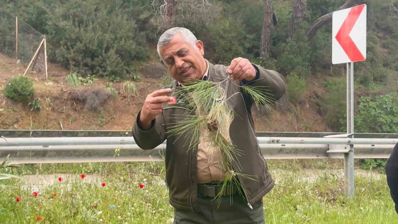 Öğrencilerden çam kese böceği zararlısına kafesli önlem