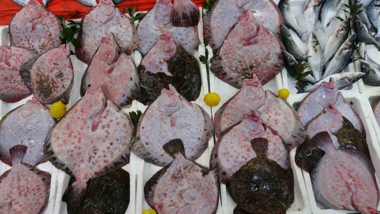 Karadeniz’de kalkan bolluğu: Kilosu 600 liradan satılıyor