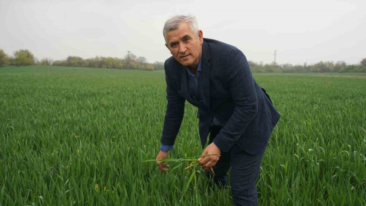 Yağmur, üreticinin verim kaybı endişesine ilaç oldu