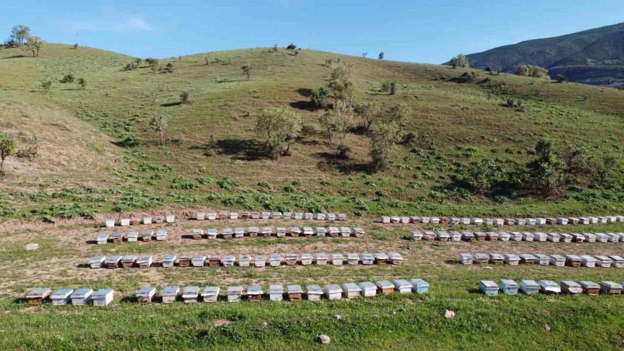 Siirt’te 235 arıcıya kovan dağıtılacak