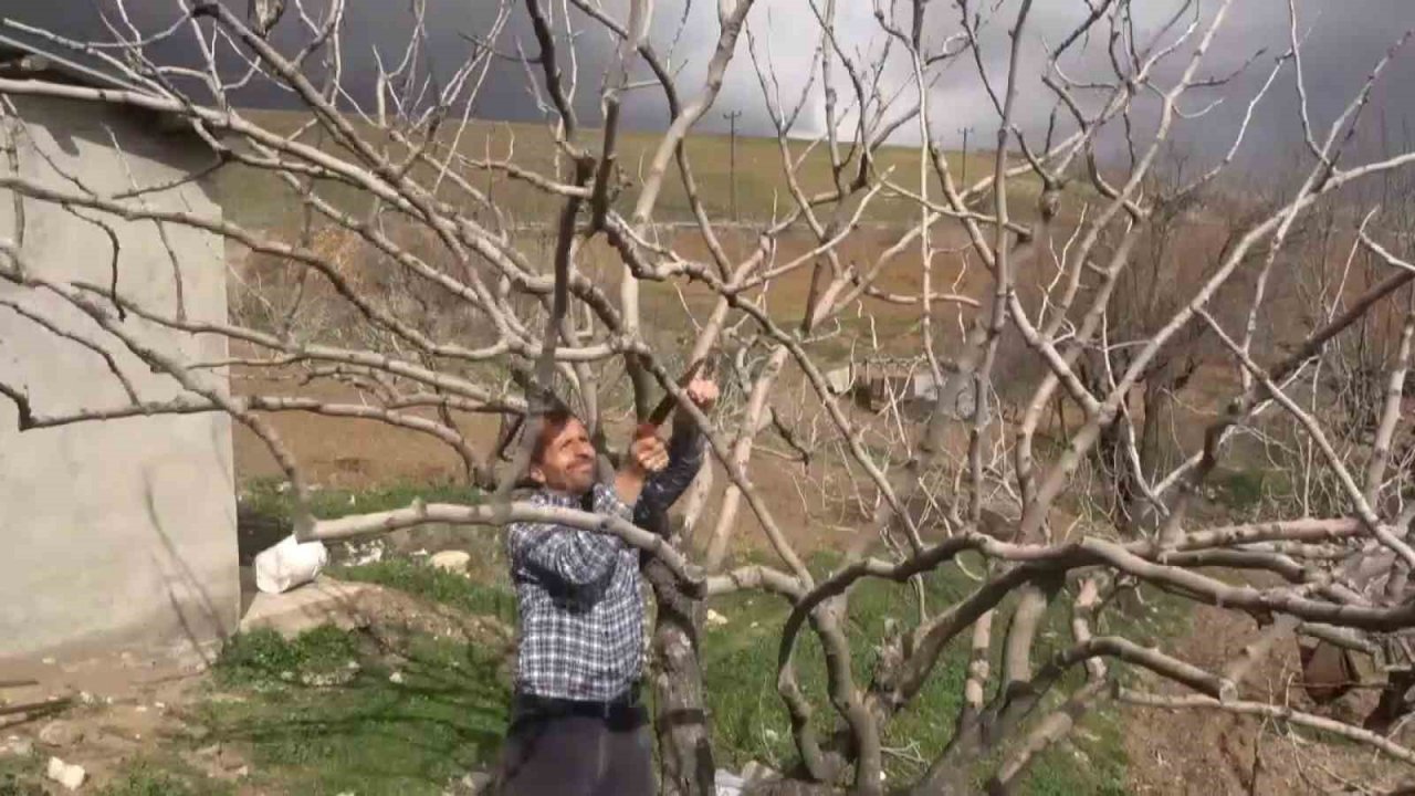 Siirt’te yağışlar çiftçinin yüzünü güldürdü: Ürünlerde rekolte kırılması bekleniyor
