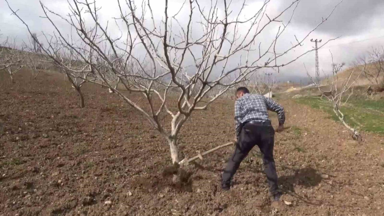 Siirt’te yağışlar çiftçinin yüzünü güldürdü: Ürünlerde rekolte kırılması bekleniyor