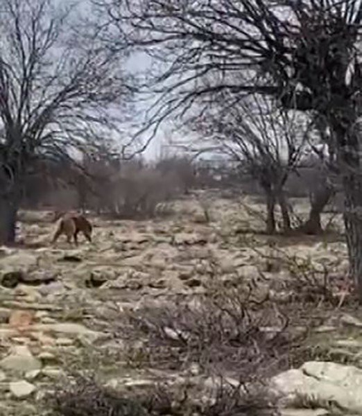 Tunceli’de boz ayı görüntülendi